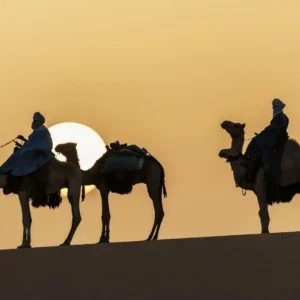 Sunset Camel Ride in the Palm Grove